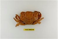 藏品(銅鑄熟若蟹)的圖片